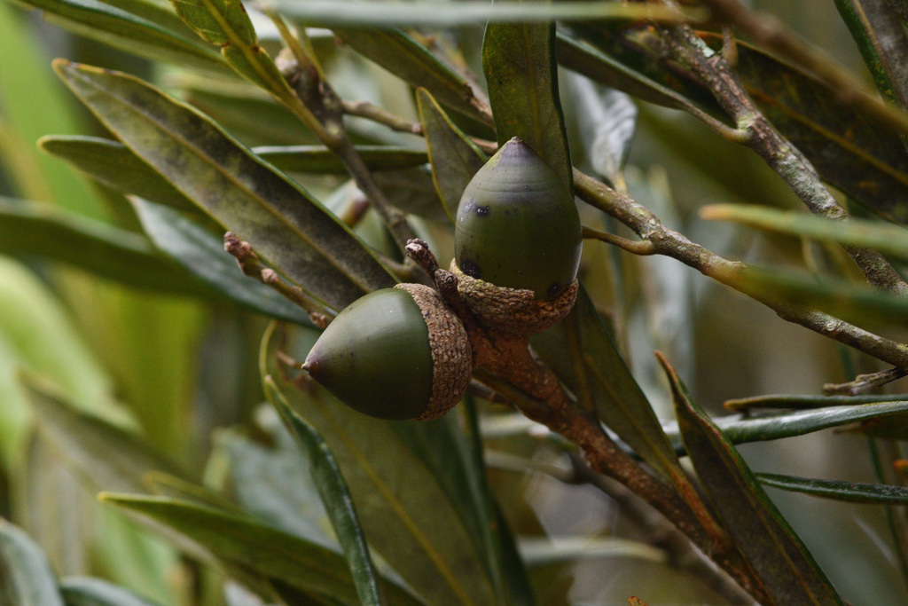 Lithocarpus dodonaeifolius