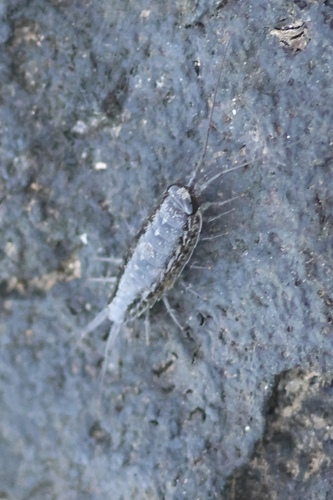 Ligia hawaiensis, 2023-11-25