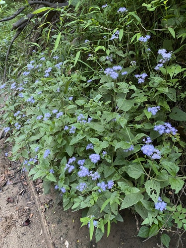 Conoclinium coelestinum