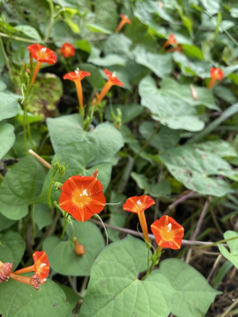 Bìm đỏ – Ipomoea coccinea