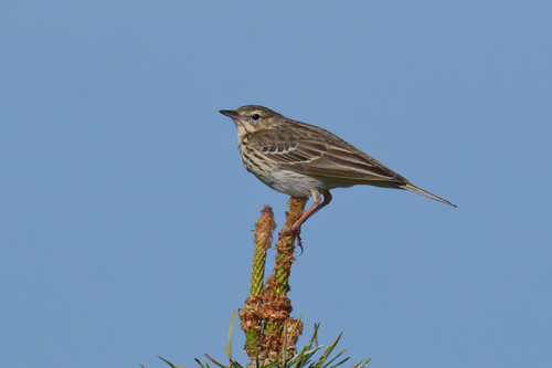 Tree Pipit, photo 7 of 10