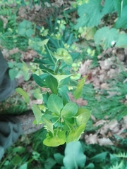 Euphorbia amygdaloides