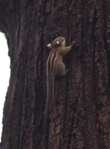 Cambodian Striped Squirrel