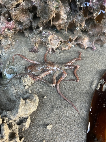 Giant Pacific Octopus photographed in Oregon