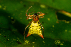 Micrathena flaveola