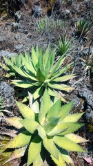 Agave horrida