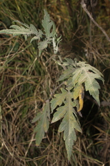 Ambrosia arborescens