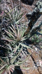 Hechtia chichinautzensis