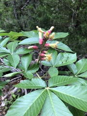 Aesculus pavia flavescens