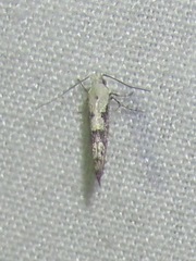 Argyresthia austerella