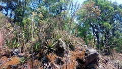 Hechtia chichinautzensis