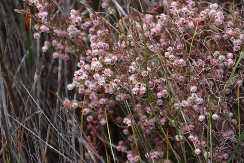 Image of Erica bruniades by (c) Tony Rebelo, some rights reserved (CC BY-SA)