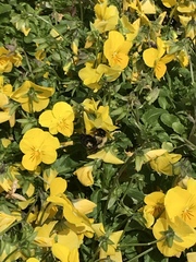 Xylocopa virginica image