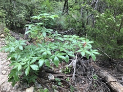 Aesculus pavia flavescens