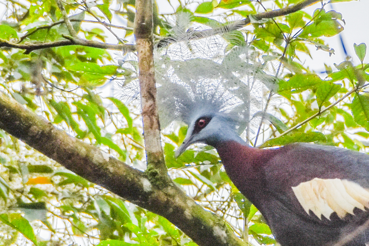 Sclater's Crowned Pigeon (Goura sclaterii), photo 8