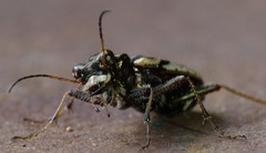 Neocicindela