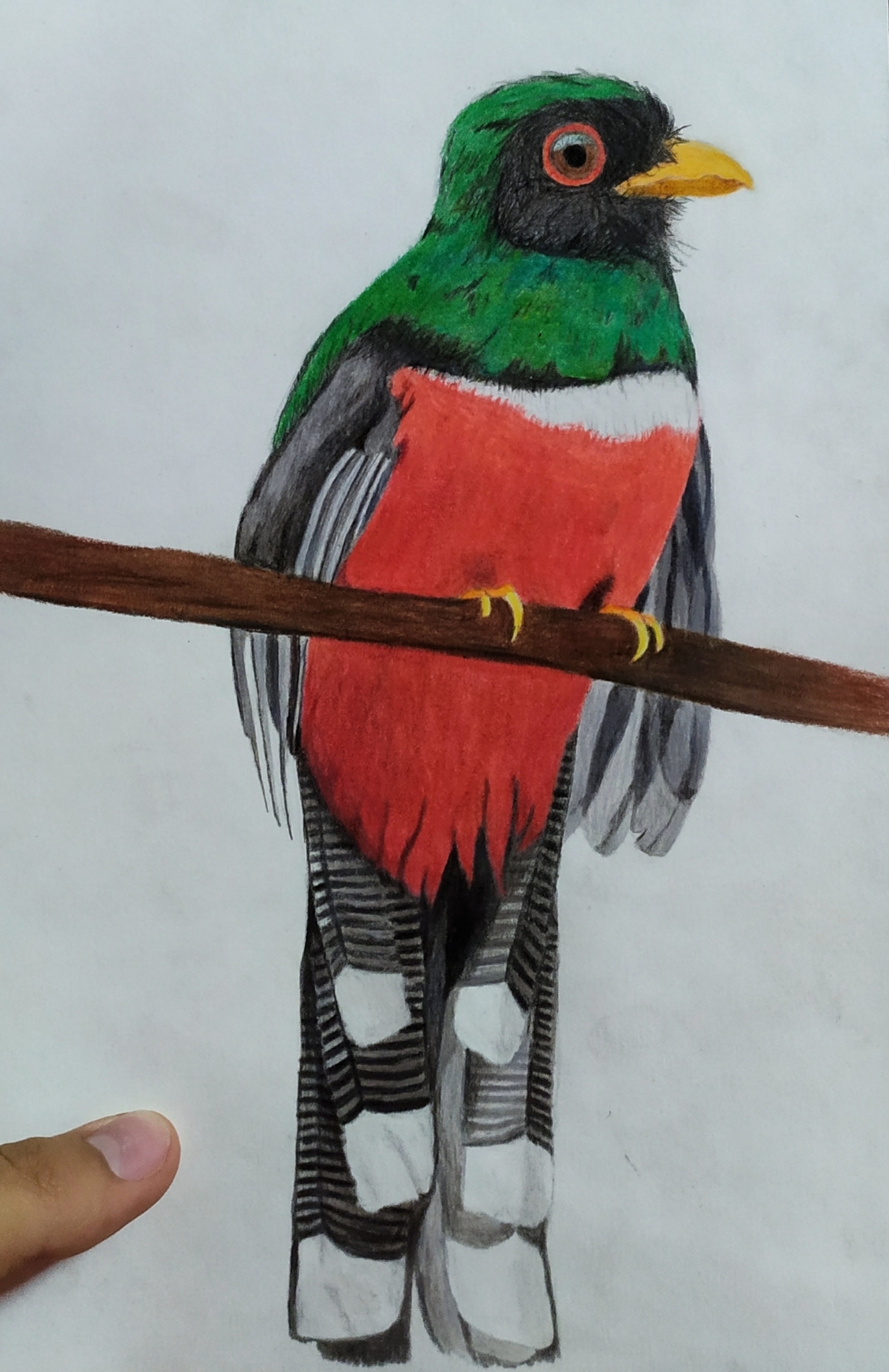Masked Trogon illustration