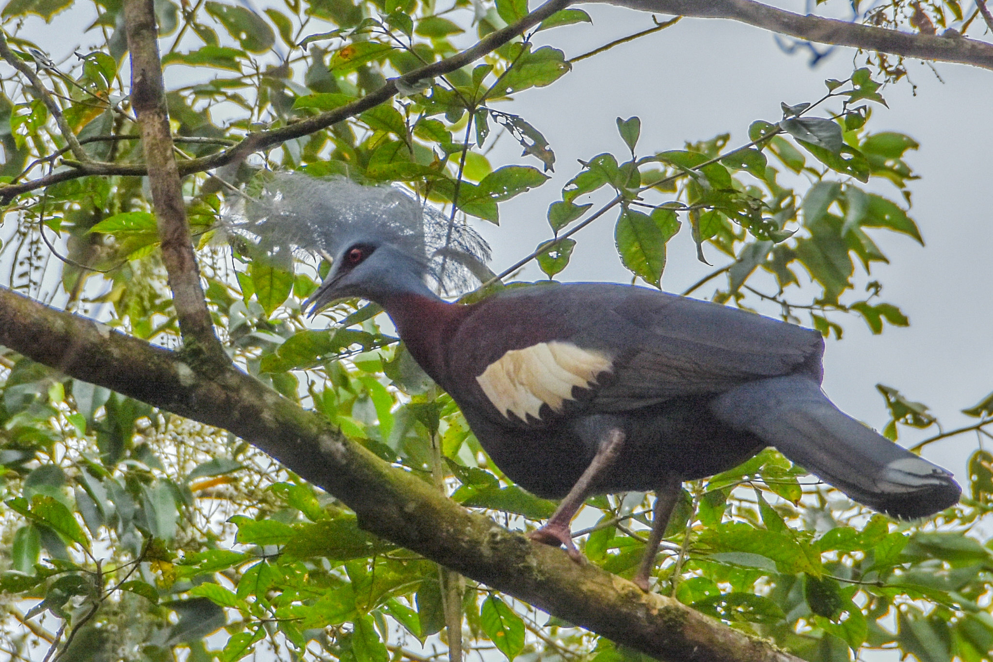 Sclater's Crowned Pigeon (Goura sclaterii), photo 9
