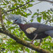 Sclater's Crowned-Pigeon - Photo (c) Jay Pruett, some rights reserved (CC BY-NC), uploaded by Jay Pruett