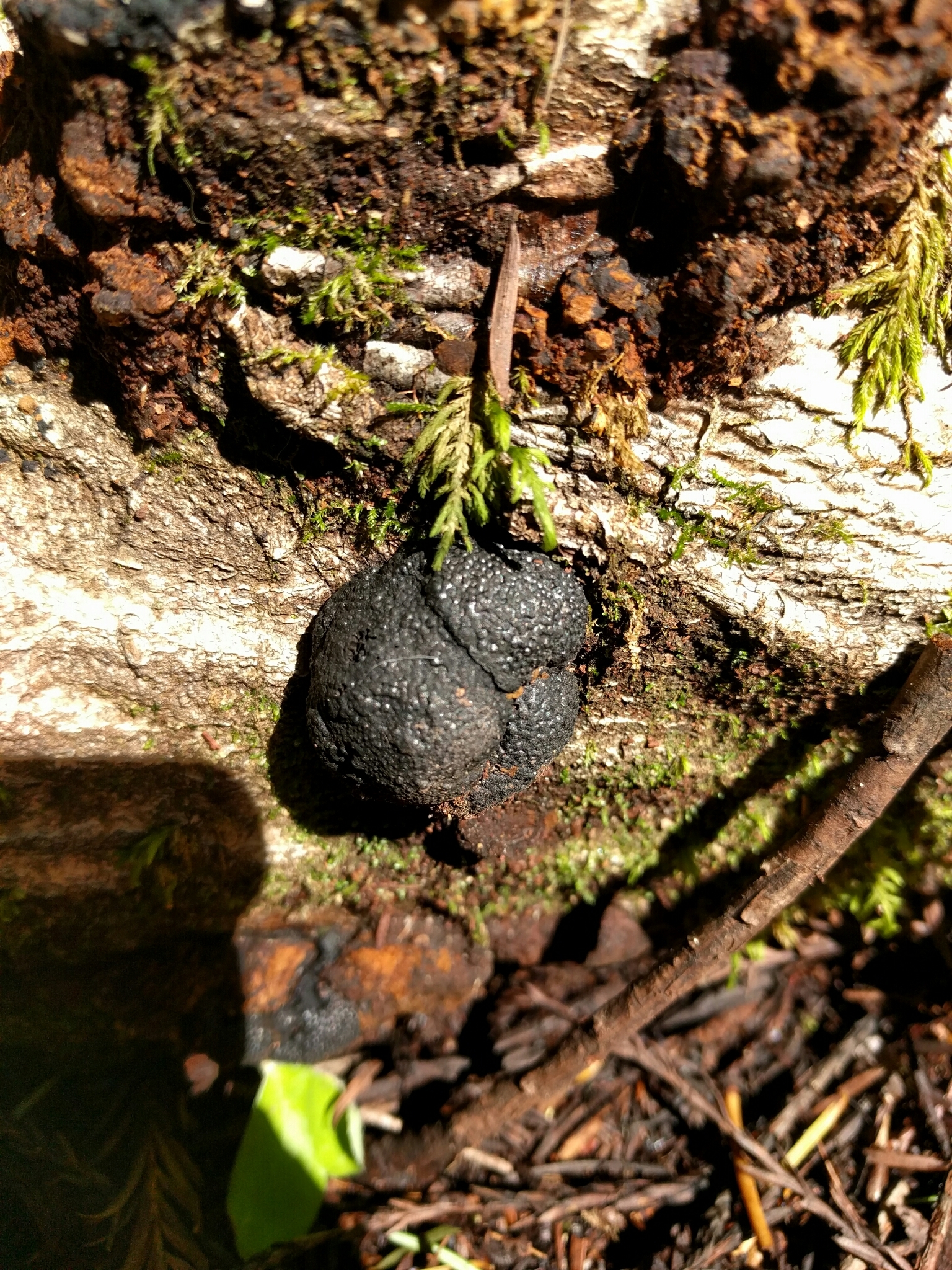 Annulohypoxylon image