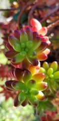 Sedum × rubrotinctum