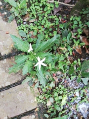 Hippobroma longiflora