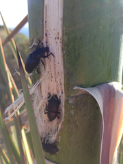 Scyphophorus yuccae