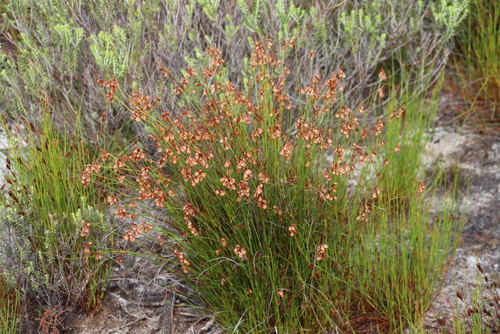 Peninsula Tasslereed (Staberoha banksii)