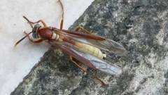 Apoica