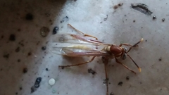Apoica