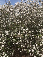 Viburnum carlcephalum