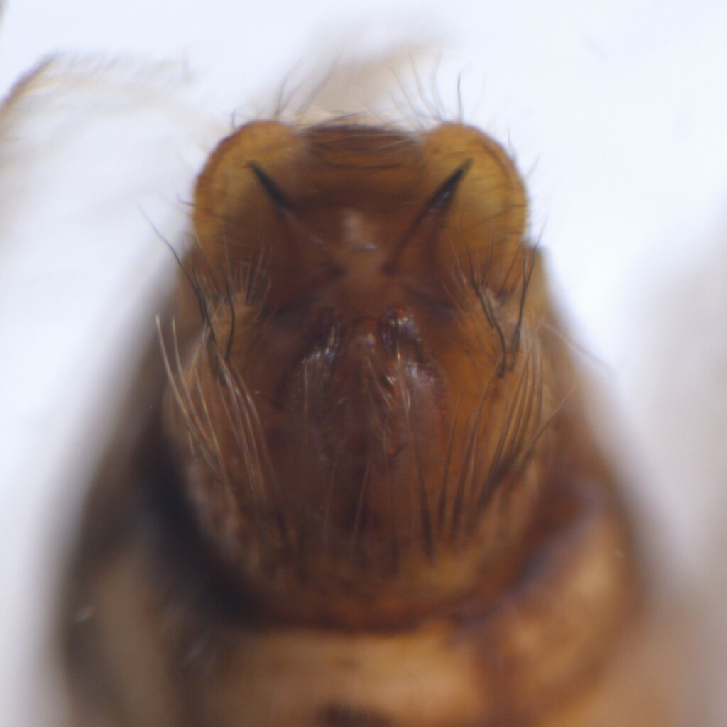 Limnephilus hirsutus