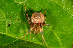 Araneus venatrix