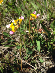 Hosackia gracilis