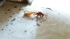 Apoica