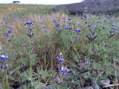 Lupinus polycarpus