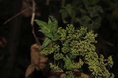 Arracacia xanthorrhiza
