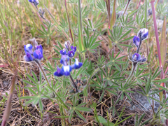 Lupinus polycarpus