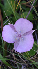 Calochortus uniflorus