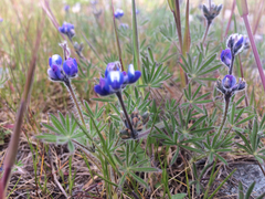 Lupinus polycarpus