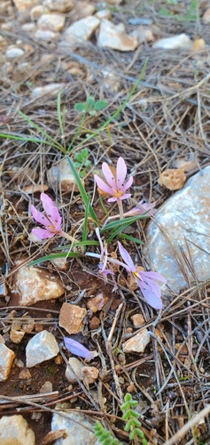 Image of Colchicum cupanii by (c) Mitch Van Dyke, some rights reserved (CC BY)