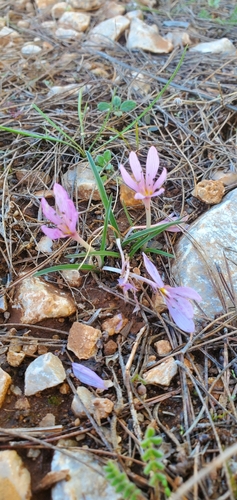 Colchicum cupanii