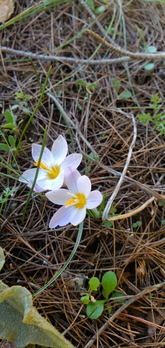 Crocus laevigatus, photograph 3