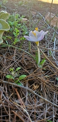 (c) Mitch Van Dyke, some rights reserved (CC BY) Crocus laevigatus, photograph (c) Mitch Van Dyke, some rights reserved (CC BY)