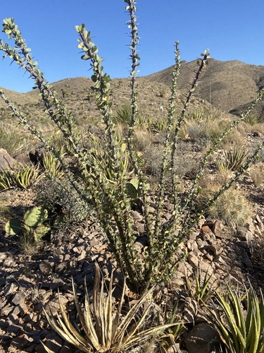 ocotillo
