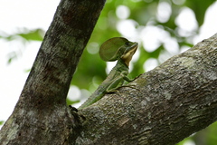 Basiliscus galeritus