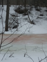 Chlamydomonas nivalis