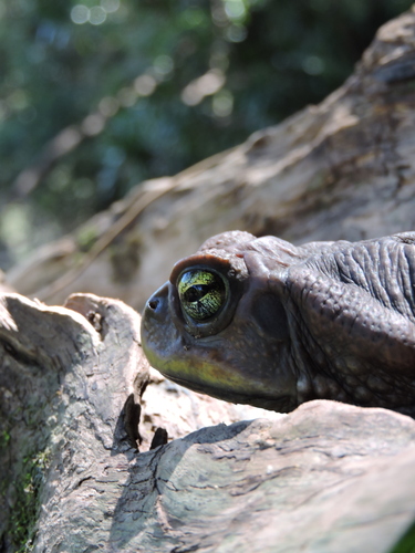 Achaval’s Toad, Rhinella achavali