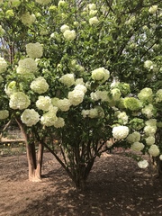 Viburnaceae