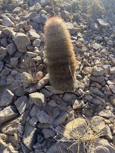 New Mexico Rainbow Cactus